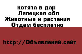 котята в дар) - Липецкая обл. Животные и растения » Отдам бесплатно   